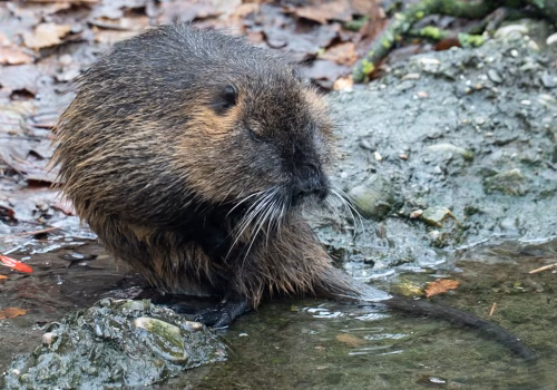 2511XX switzerland-168