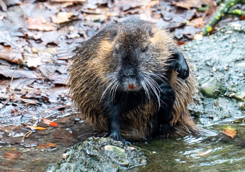 2511XX switzerland-170