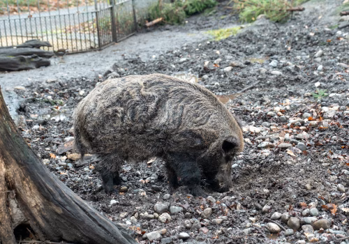 2511XX switzerland-171