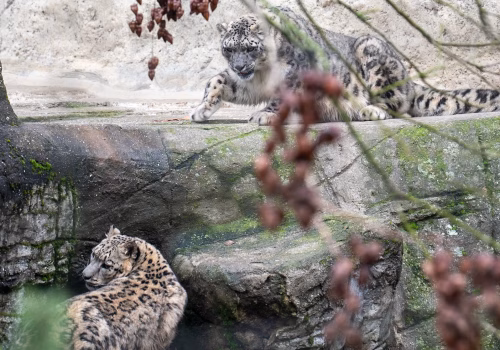 2511XX switzerland-173