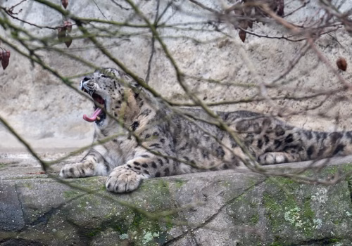 2511XX switzerland-174