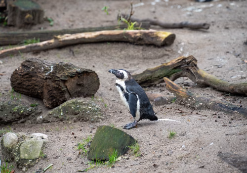 2511XX switzerland-175