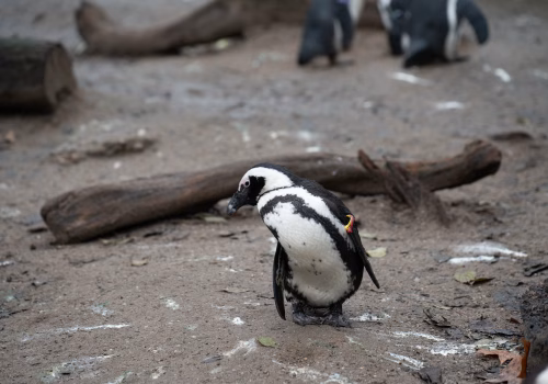 2511XX switzerland-176