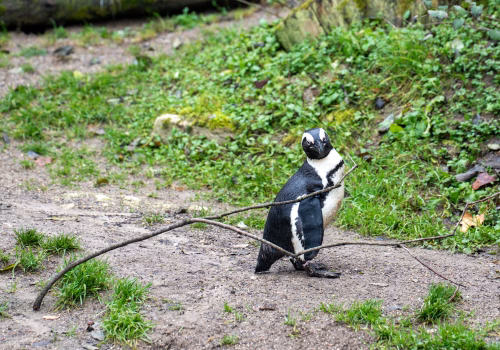 2511XX switzerland-177