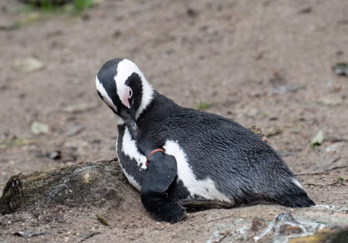 2511XX switzerland-178