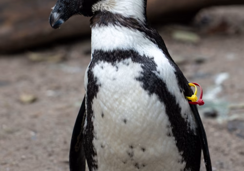 2511XX switzerland-179