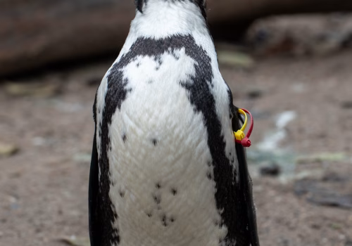 2511XX switzerland-180