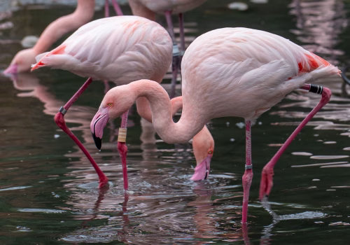 2511XX switzerland-185