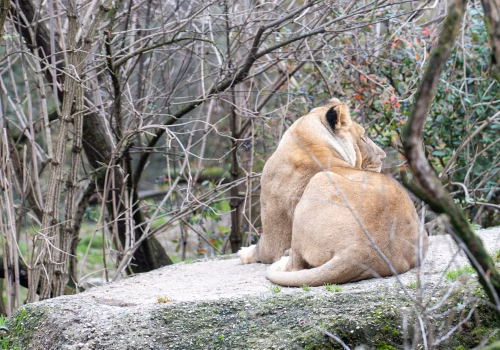 2511XX switzerland-188