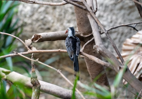 2511XX switzerland-189