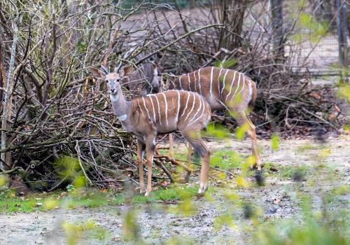 2511XX switzerland-191