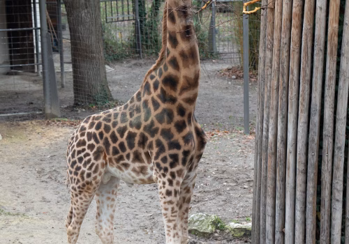 2511XX switzerland-192