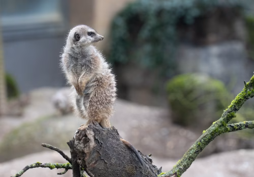 2511XX switzerland-193