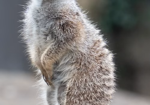 2511XX switzerland-194