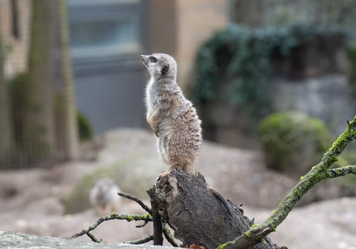 2511XX switzerland-195