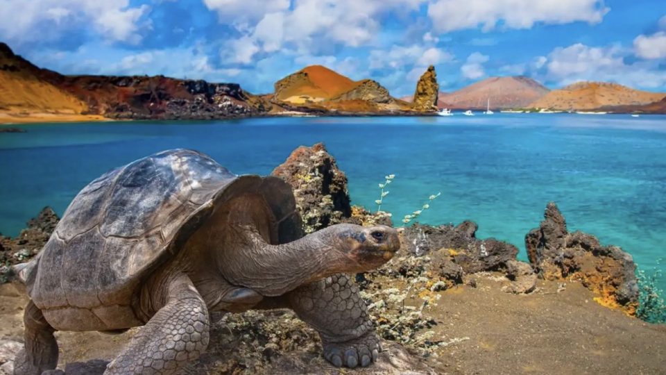 Galapagos